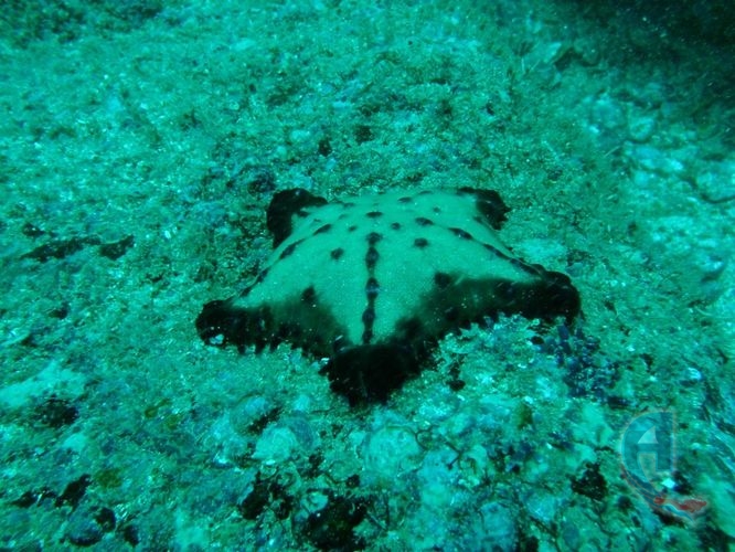estrella de mar tipo galleta